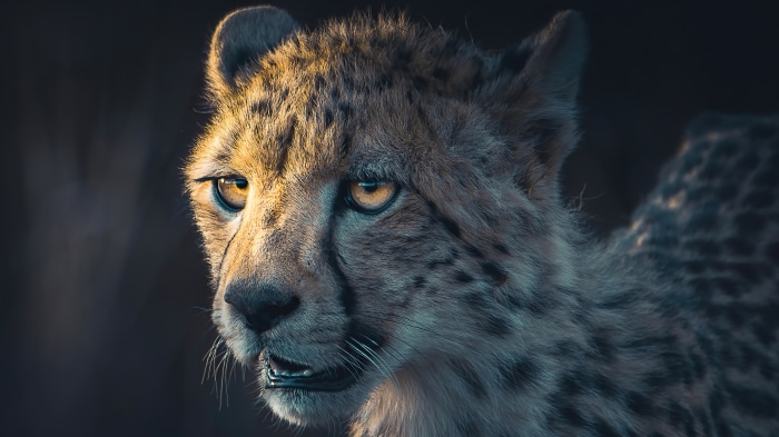 Close-up of a cheetah's face in 4K