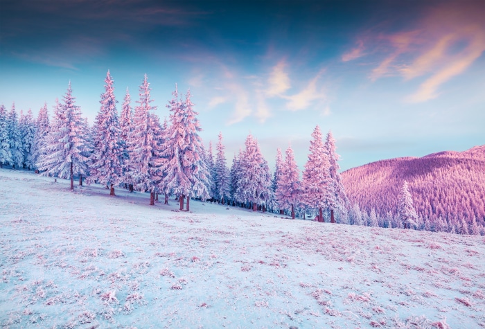 Snow-covered trees in a winter landscape