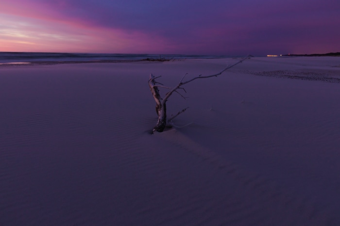 Driftwood on a beach at sunset