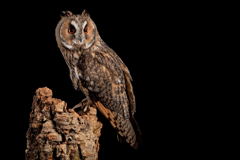 Long-eared owl on a tree stump