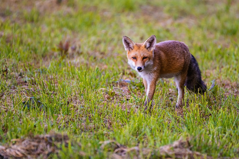 A fox stands in a grassy field