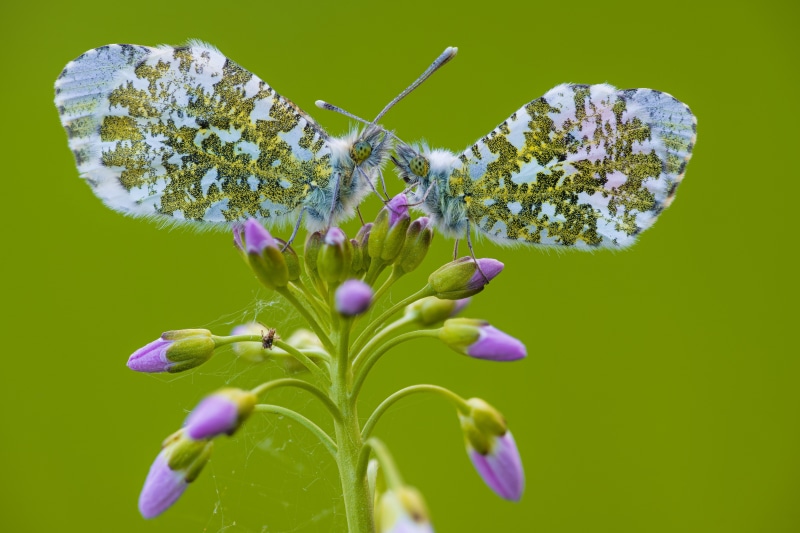 Two Anthocharis Cardamines Butterflies on Flower