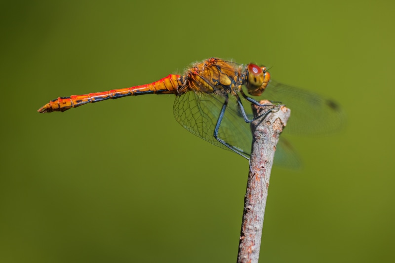 Sympetrum sanguineum dragonfly on a branch