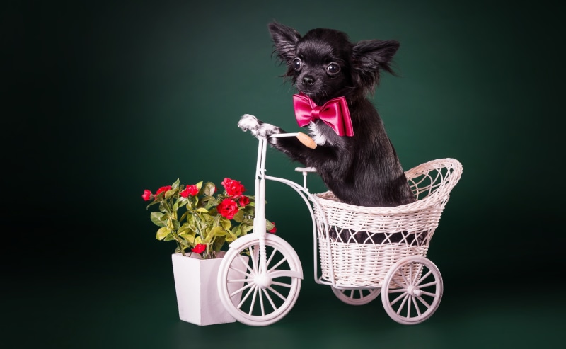 Chihuahua in a bicycle basket with roses