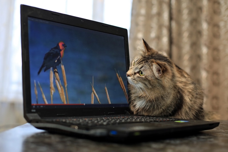 Cat watching a bird on a laptop screen