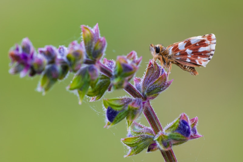 Spialia sertorius butterfly on purple flower