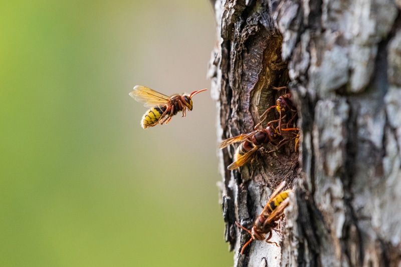 Hornets entering a tree trunk