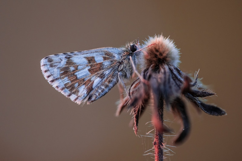 4K Pyrgus malvae butterfly on dried flower