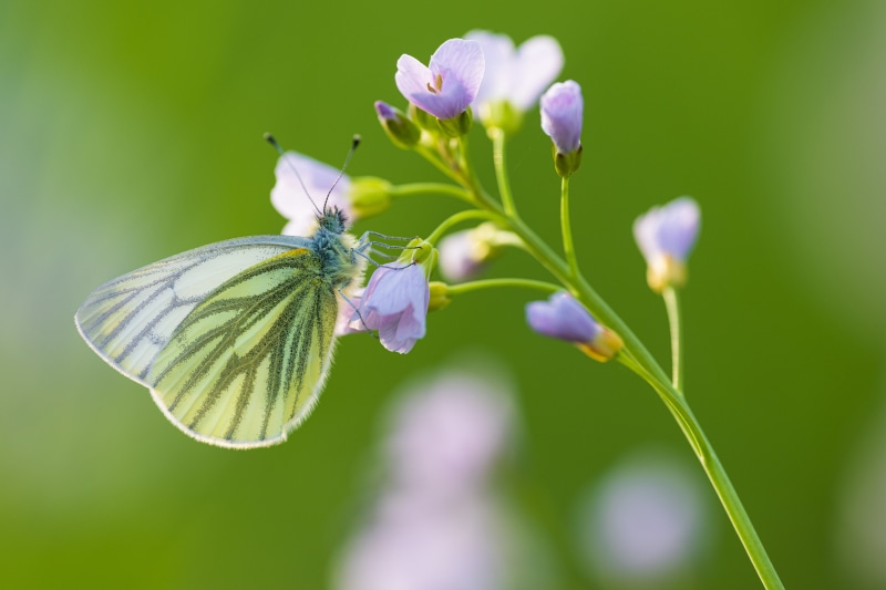 Green-veined white butterfly on purple flowers