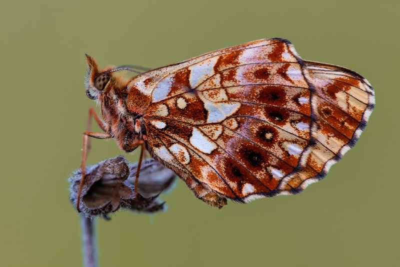 Close-up of a butterfly with brown and white patterns