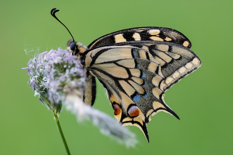 4K Machaon Butterfly on Flower