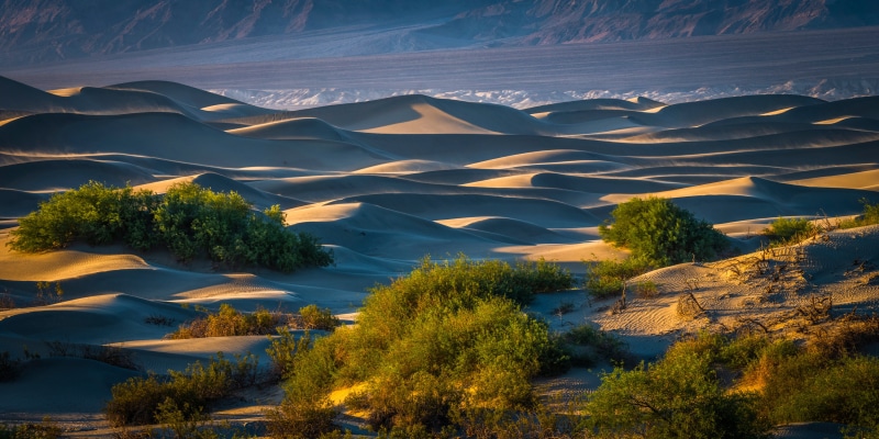 Sand dunes and vegetation in Death Valley National Park, California