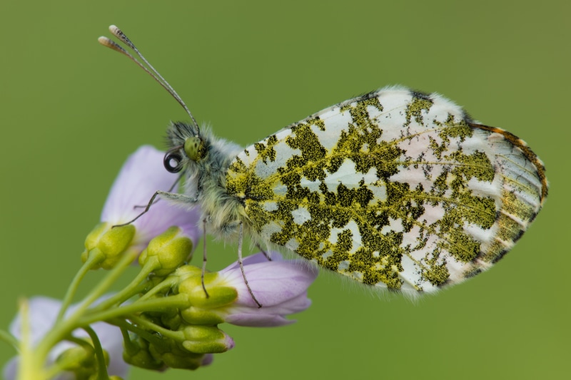 Anthocharis cardamines butterfly on a flower