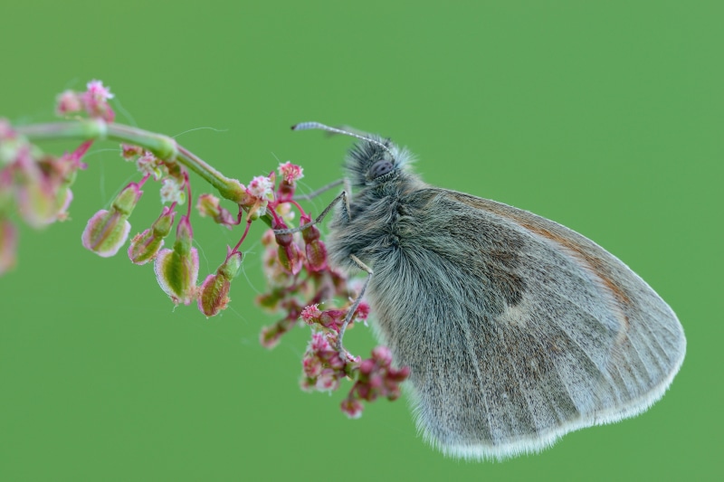 4K Coenonympha pamphilus butterfly on plant