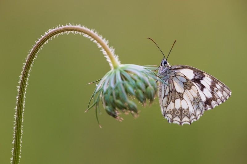 Melanargia galathea butterfly on a plant stem