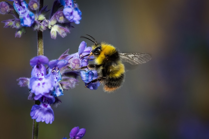 Bumblebee on purple flowers