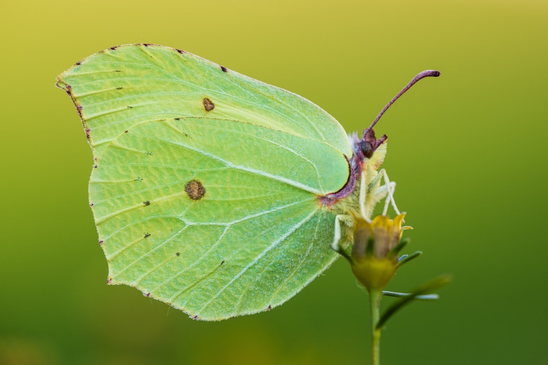 4K Gonepteryx rhamni butterfly on a flower