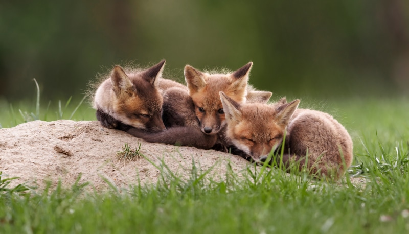 Three fox cubs sleeping on a mound