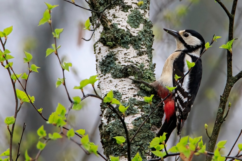 Great Spotted Woodpecker on a Birch Tree
