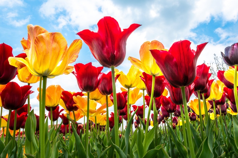 Field of red and yellow tulips under a blue sky