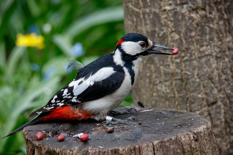 Great Spotted Woodpecker on Tree Stump with Berry