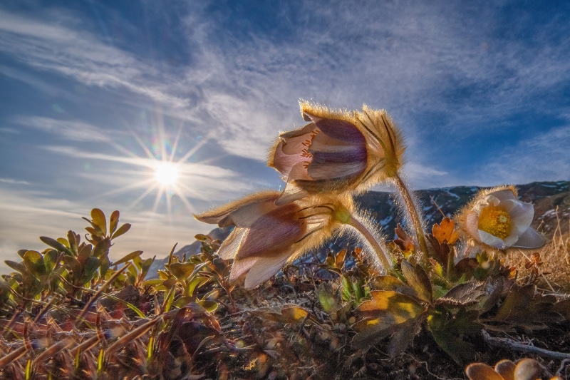 4K Pulsatilla flowers in spring sunlight