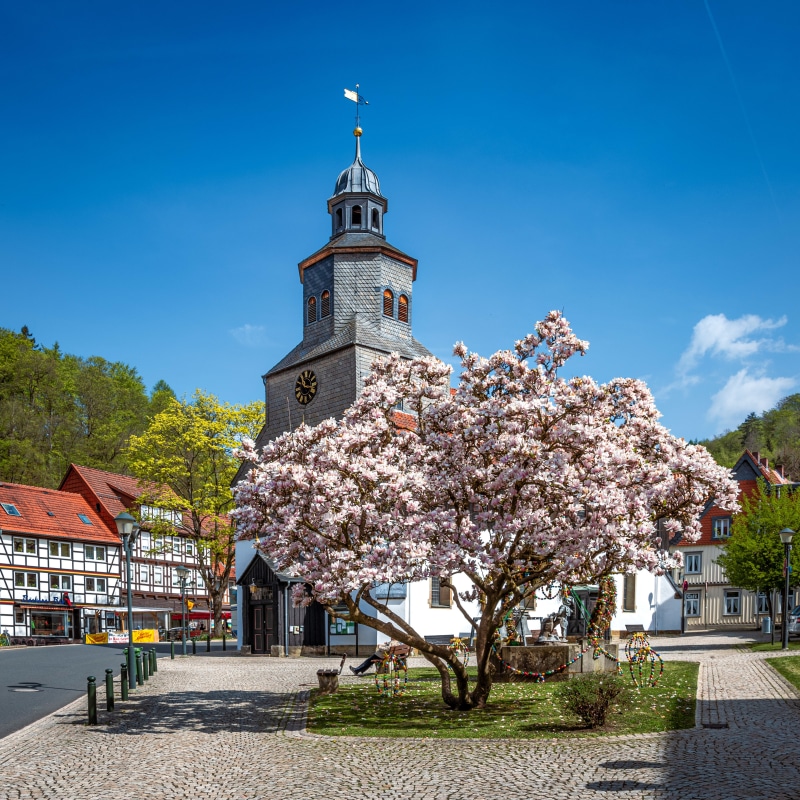 4K Bad Grund Germany Church Flowering Trees Spring