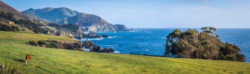 Big Sur California Coast Panorama with Cow