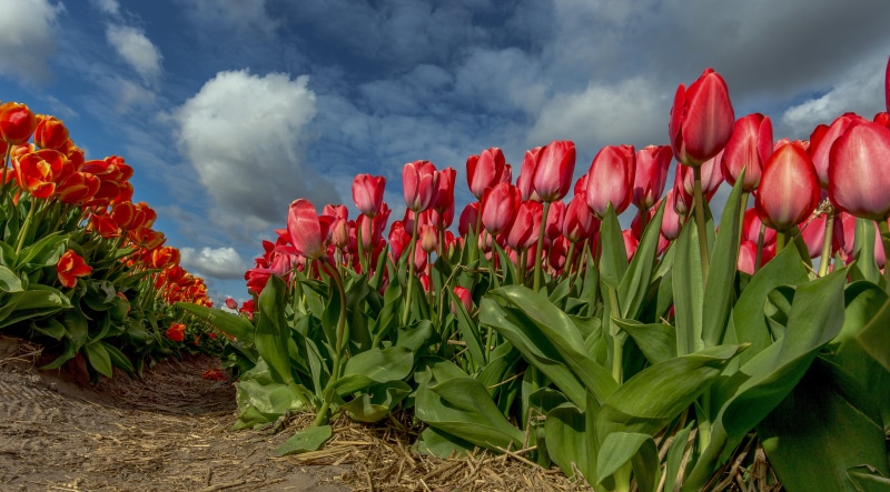 Red and Orange Tulips Field Under Cloudy Sky