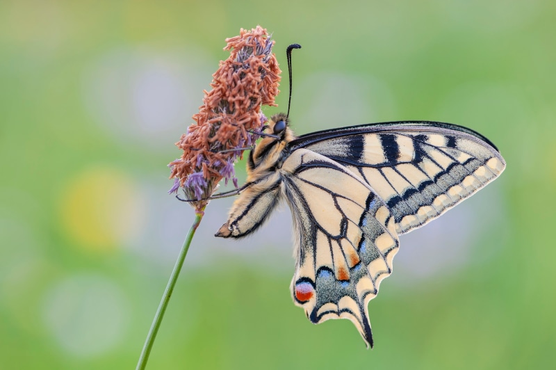 4K Machaon Butterfly on a Flower