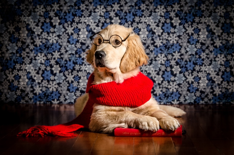 Golden Retriever puppy wearing glasses and scarf