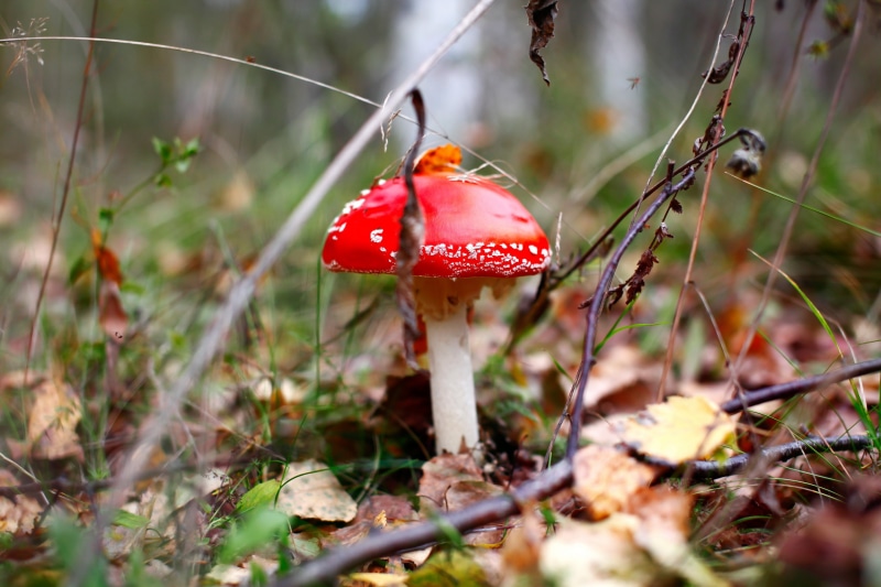 Amanita muscaria mushroom in a forest setting