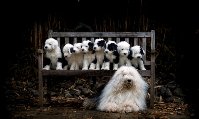 Old English Sheepdog puppies and adult on a bench