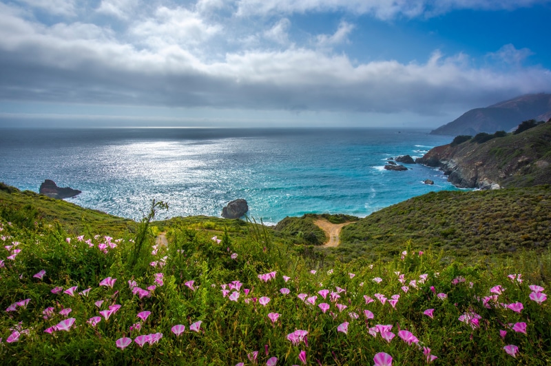 Pink flowers on a cliff overlooking the ocean in Big Sur, California
