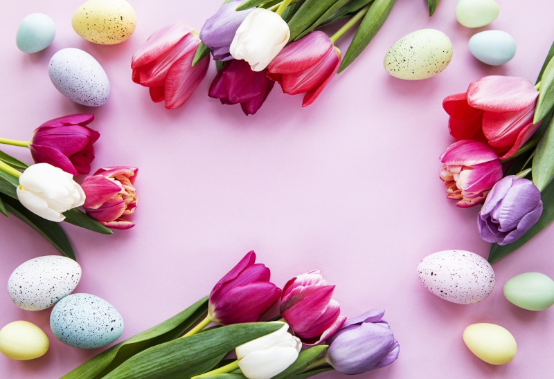 Easter Tulips and Eggs on Pink Background