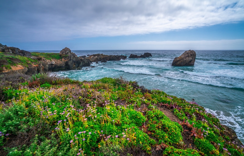 Wildflowers on the Big Sur Coast in California