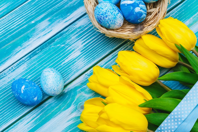 Easter Tulips and Eggs on Blue Wooden Background