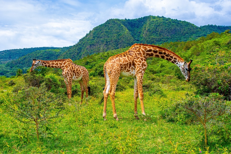 Two Giraffes in Arusha National Park, Africa