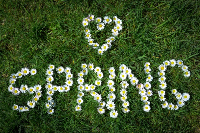 Spring heart and word made of daisies on grass