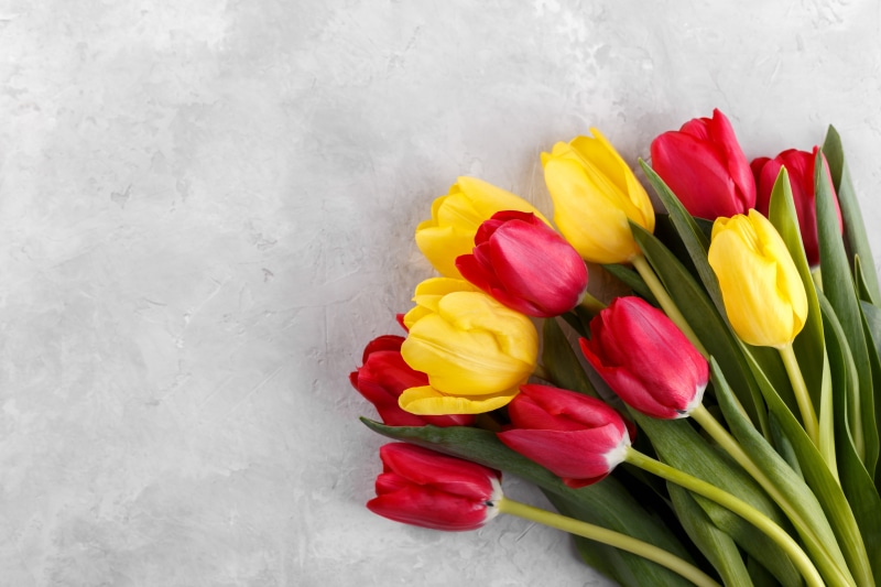 Red and Yellow Tulips Bouquet on Gray Background