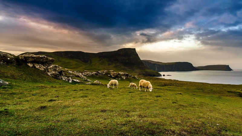 Sheep grazing on Isle of Skye, Scotland