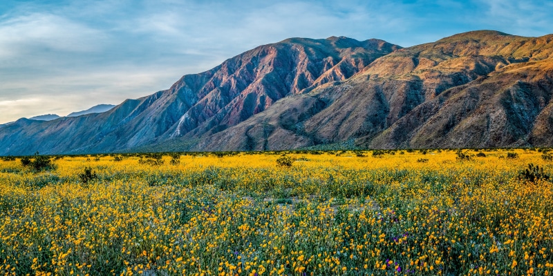 Anza Borrego Desert State Park California Mountains Wildflowers
