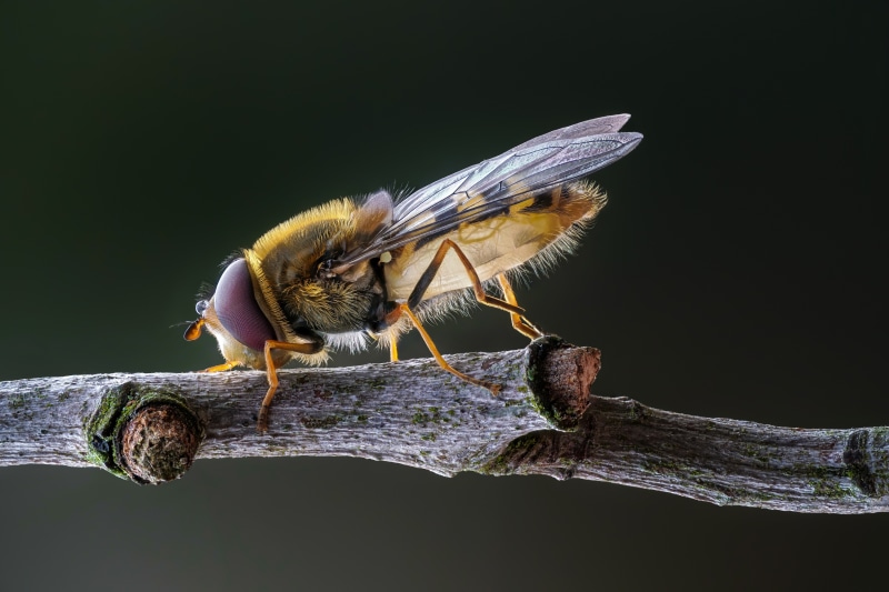 4K Syrphid Fly on a Branch