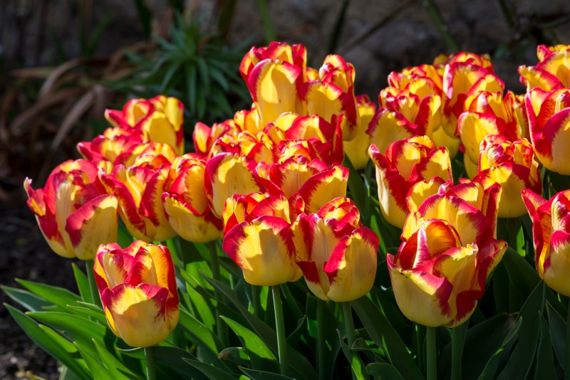 4K Tulips in Spring