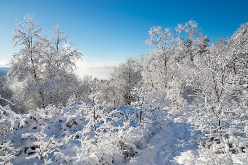 Winter Snow Covered Trees and Branches