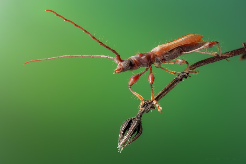 Ibidionidum jelineki beetle on a branch
