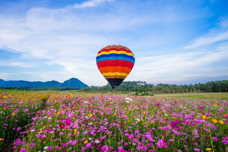 Hot air balloon over a field of cosmos flowers