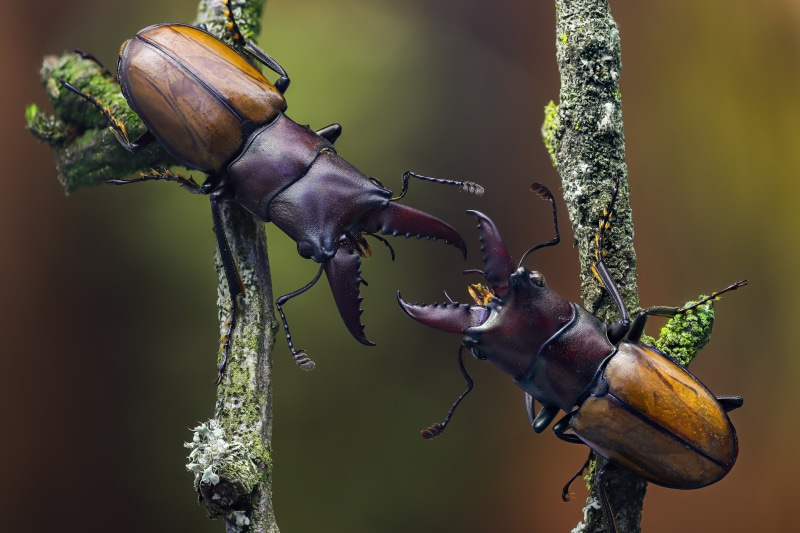 Two Cyclommatus Bicolor Beetles Fighting