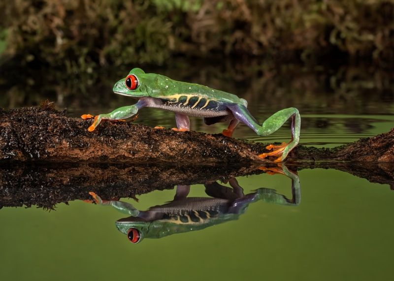 Red-eyed tree frog on a branch with reflection