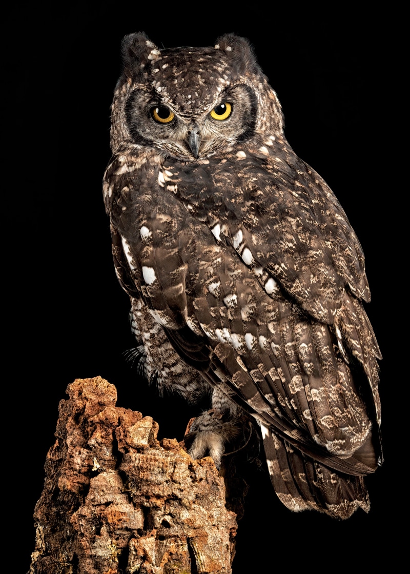African Spotted Eagle Owl perched on a log